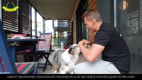 Comment éduquer votre chien