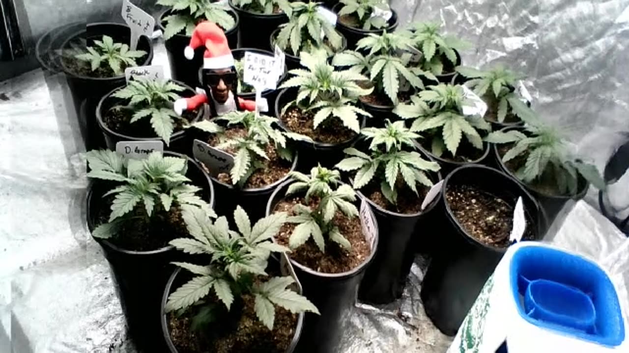 Day 15ish for the ladies