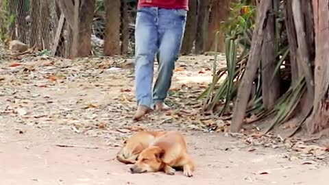 Funny video is Troll Prank Dog Funny & fake Lion and Fake Tiger Prank To dog