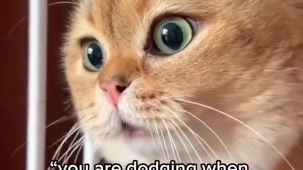 Cats that can talk | Funny animal clips 2024