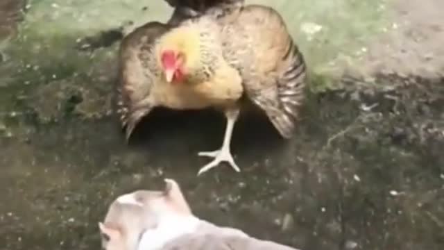 DOG AND COCK FIGHT AMAZING MOMENT....