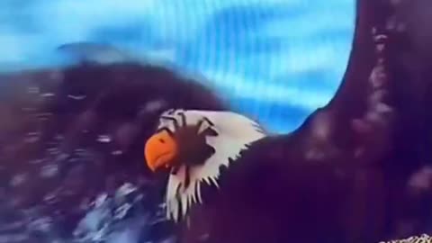 The eagle drowned because of the crab 🦀🦅