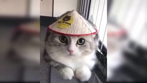 adorable cute cats