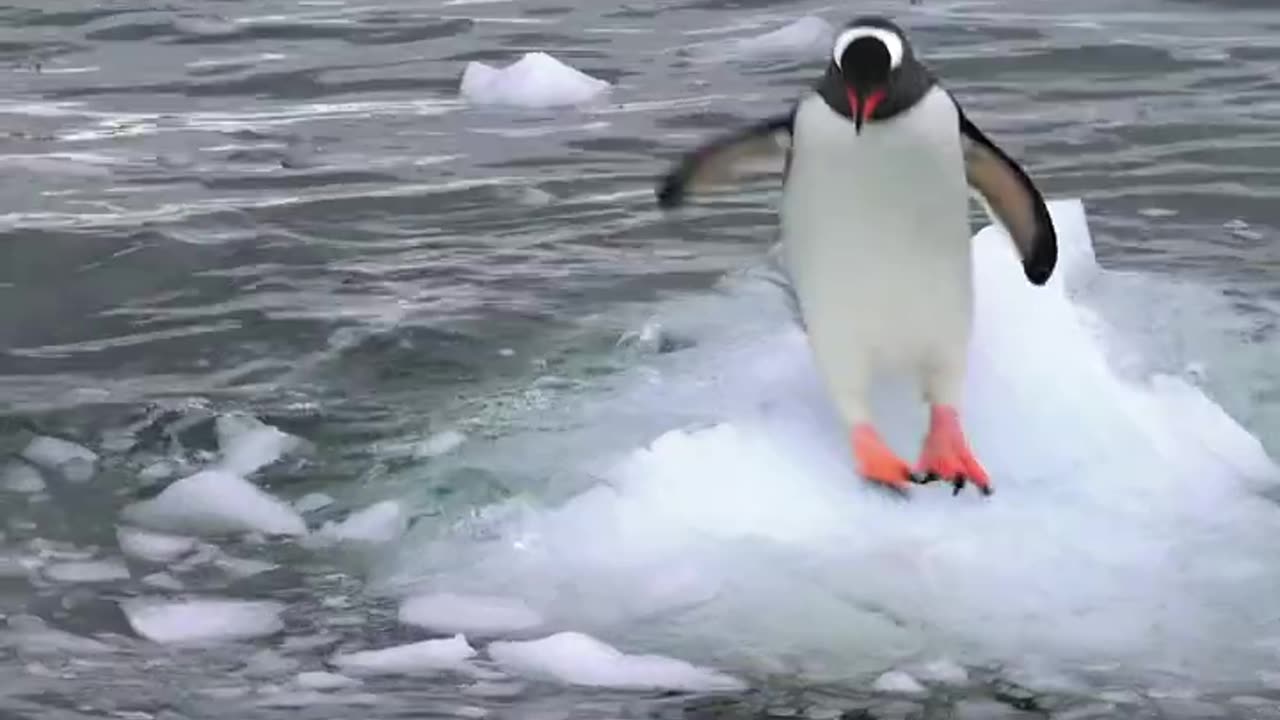 Best of Funny #penguins 😊🐧 _ Animal Planet #shorts