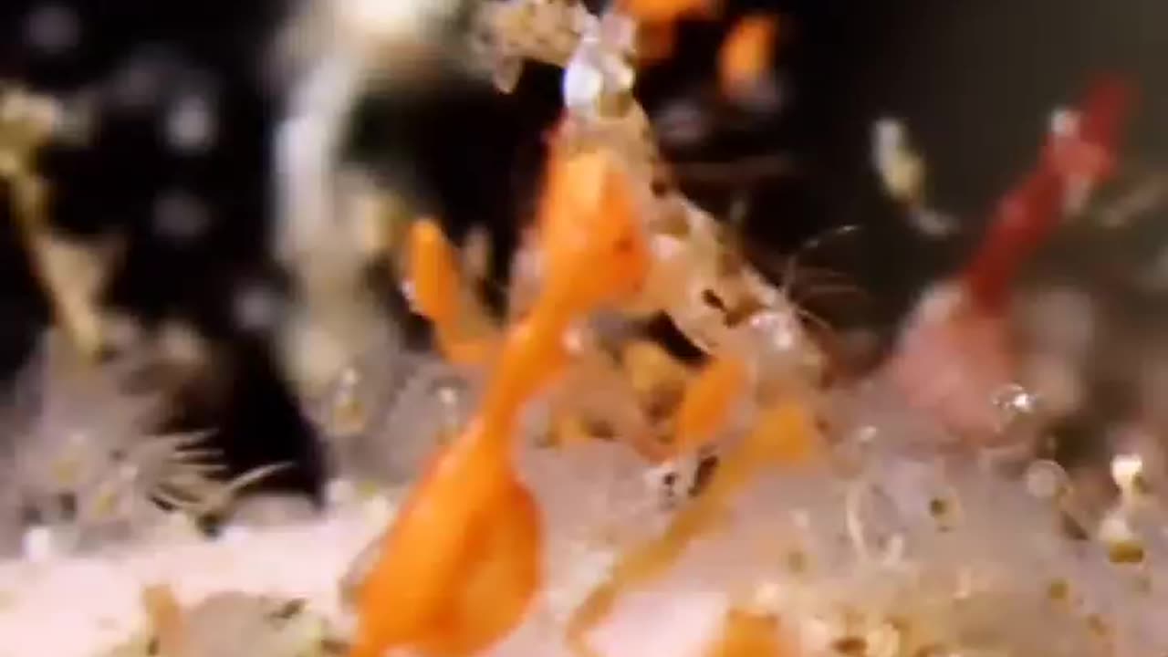 Skeleton 🍤Shrimps!