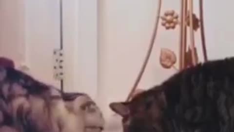 Animals with human instincts