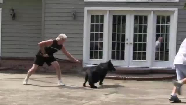 Guard Dog Training Video