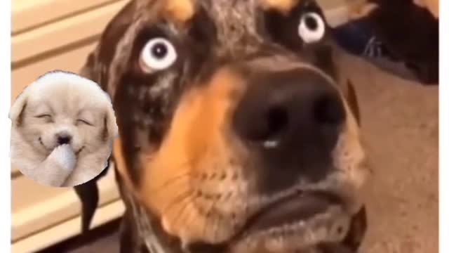 funny talking dog