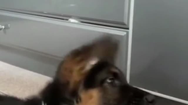 Funny dogs on tiktok Short.mp4