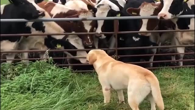 Funniest & Cutest Labrador Puppies | Funny Puppy Videos