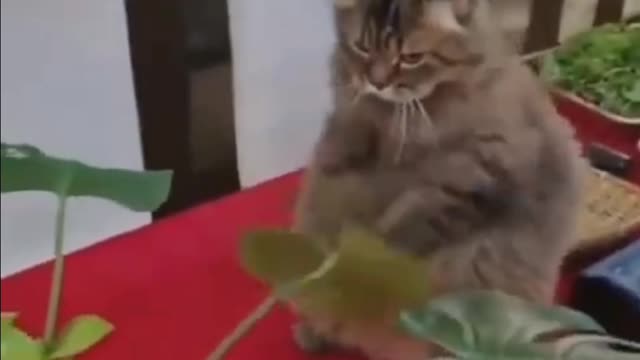 Funny 🤣 Cat 😺 videos 🐥🐈🤣