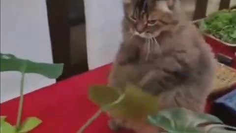 Funny 🤣 Cat 😺 videos 🐥🐈🤣