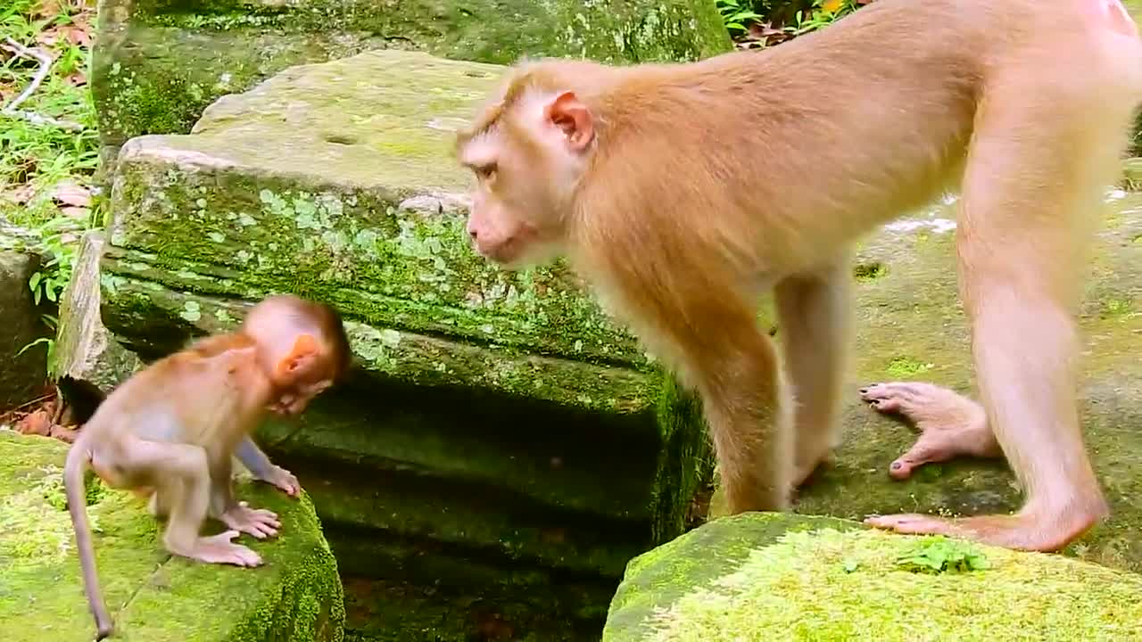 Rainbow playing with mommy the monkey and its mother play together the newest cute