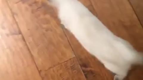 Kitten loves to skateboard