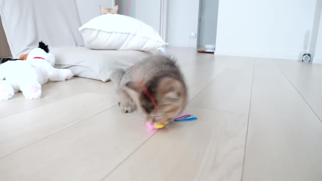 Kitten Kiki's reaction was too cute when I invited her to play with my new toy