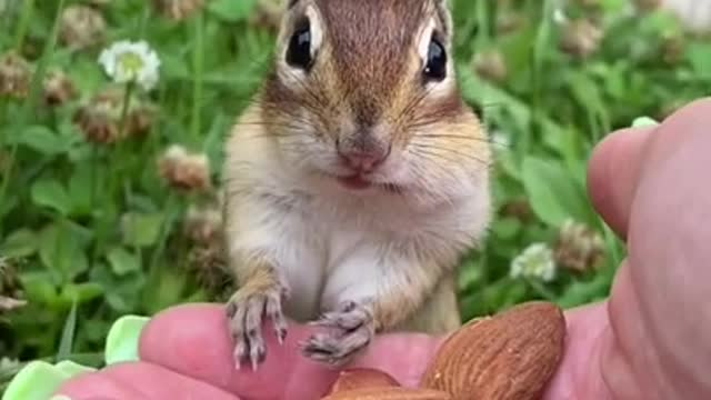 Awesome Funny Pet Animals Videos 😇 #short