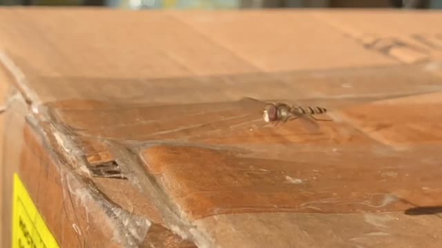 Let's watch the bees fly up slowly.