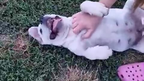 Extremelly rare white cane corso playing