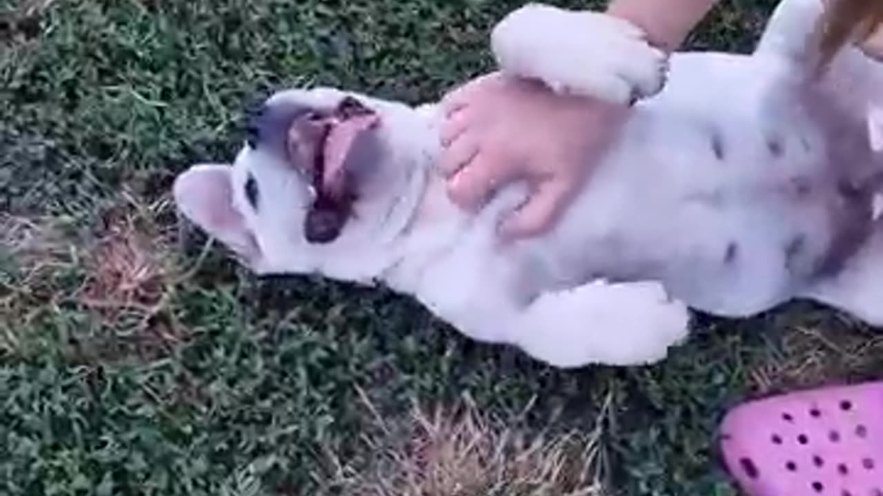 Extremelly rare white cane corso playing