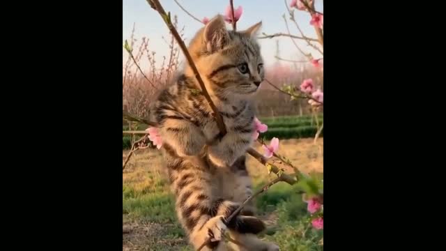 See the tree bearing a cute Fruit 😍😍