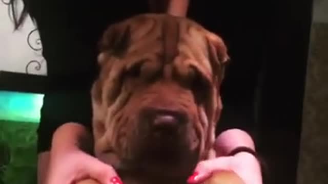 Cute dog dancing on new year's eve.