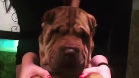 Cute dog dancing on new year's eve.