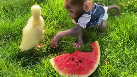 FUNNY AND CUTE ANIMALS 🐒🦆🕊️🐤