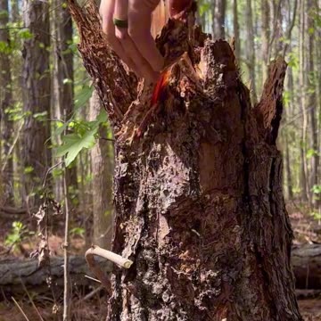 Good Ol' Fat Lighter