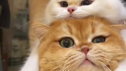 Three Cute 😍 cats 🐈