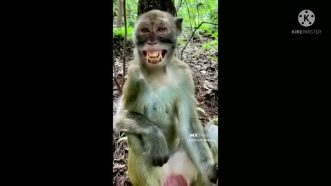 Monkey having fun herself