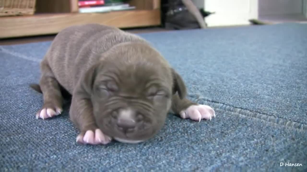 Mia's 2 Week Old Pit Bull Puppies