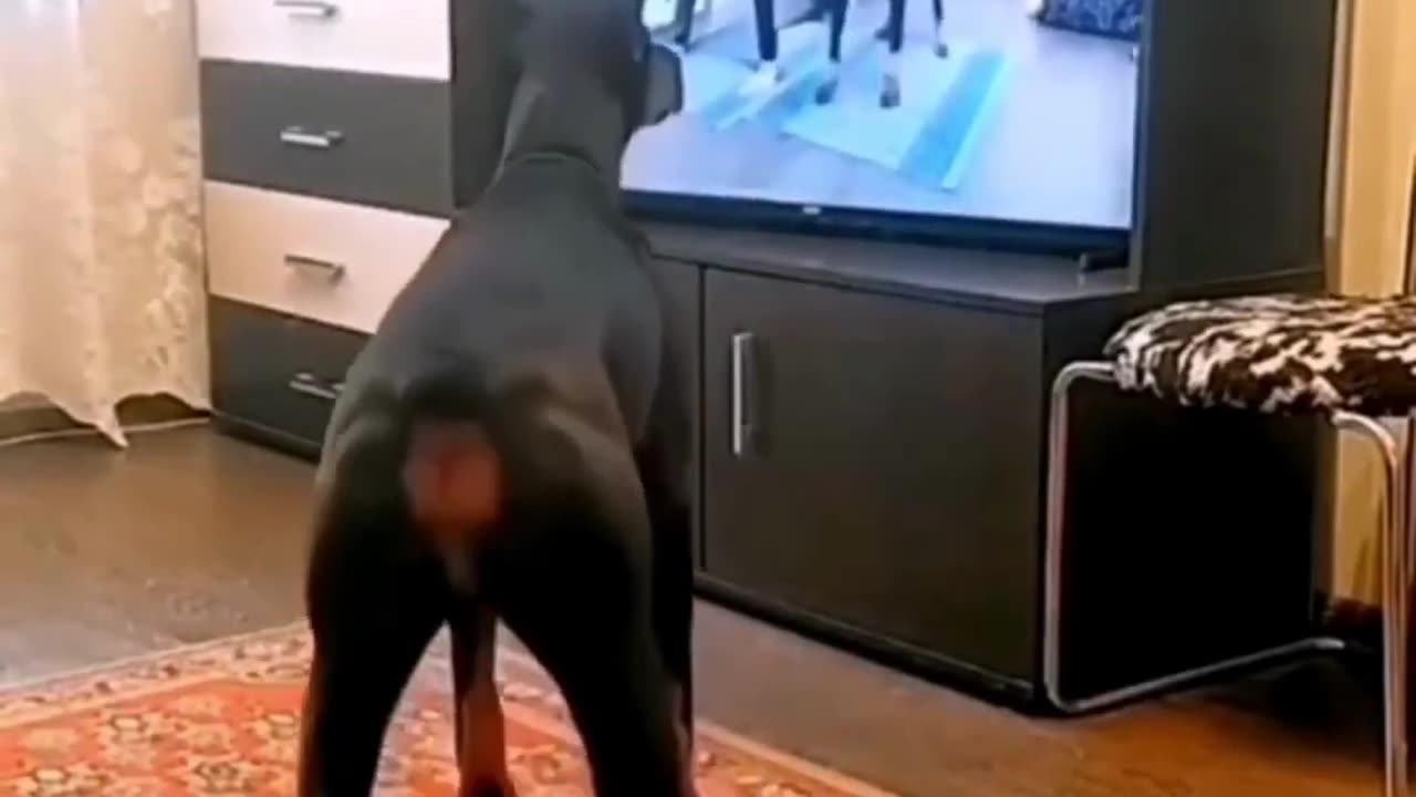 Funny Animal Videos 2024 | Funniest Cats And Dogs Video