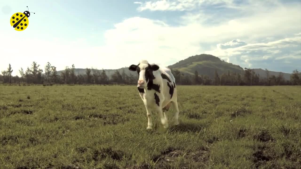 FUNNY COW DANCE 4 │ Cow Song & Cow Videos 😿