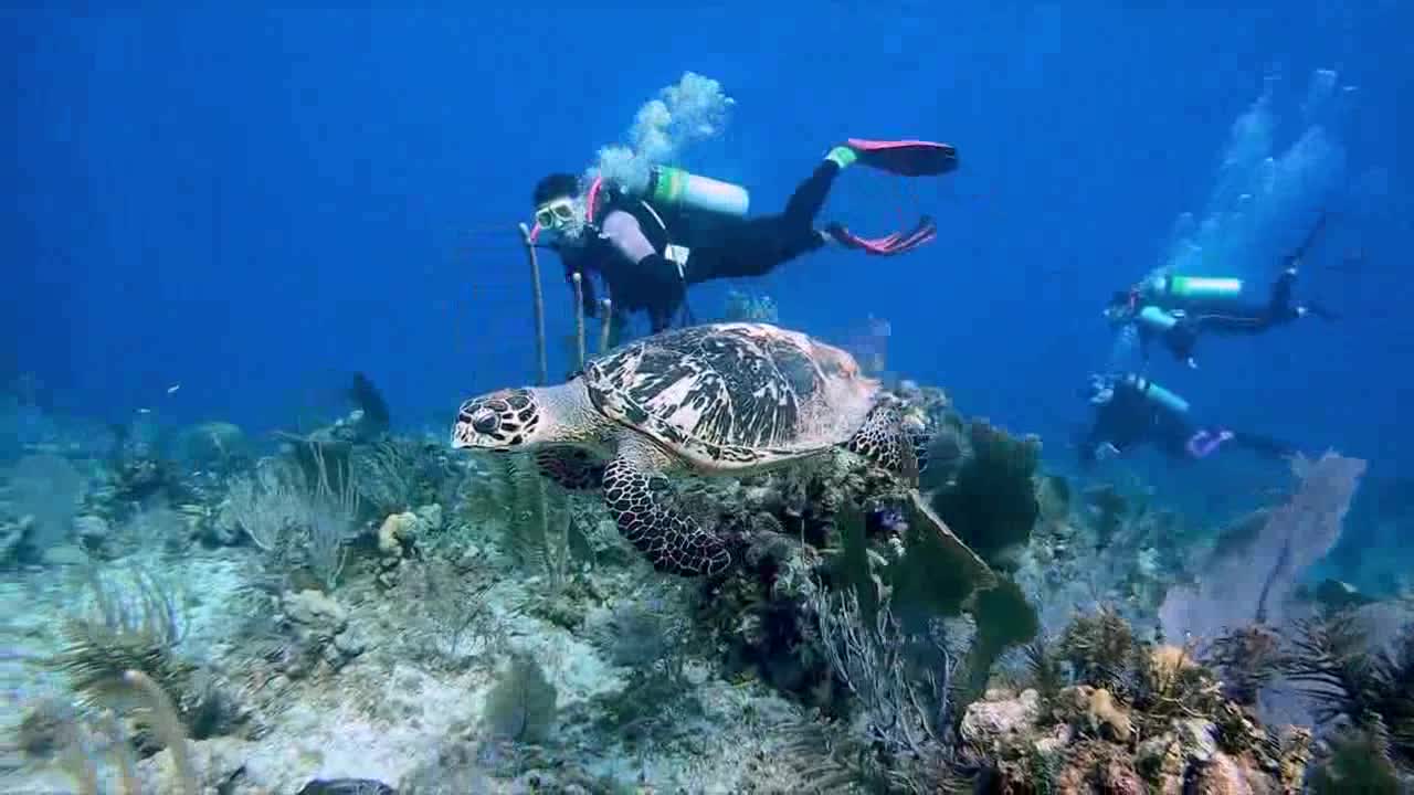 Critically endangered sea turtle and young scuba diver are at one .amazing