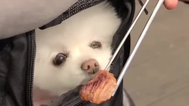 Give me food,🥰