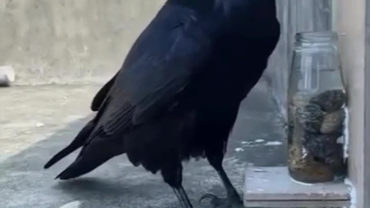 Clever Crow #shorts #viral #shortsvideo #video