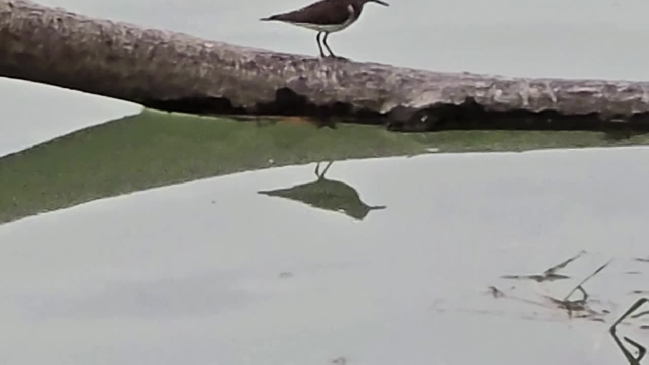 Beautiful bird by the river / beautiful animal by the water.