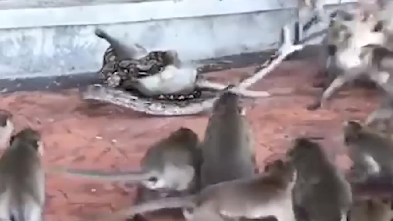 Monkeys rescue their fellows from Python