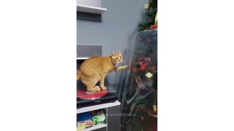 Part 3 | Cats and Christmas Trees! Funny cat videos