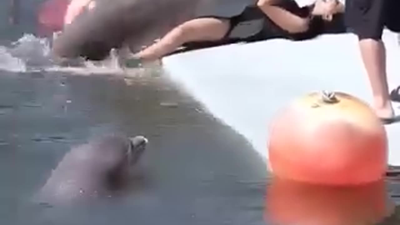 funny dolphin