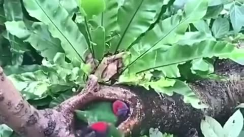 Funny birds