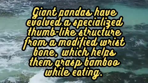 Animal Facts Giant Pandas #shorts