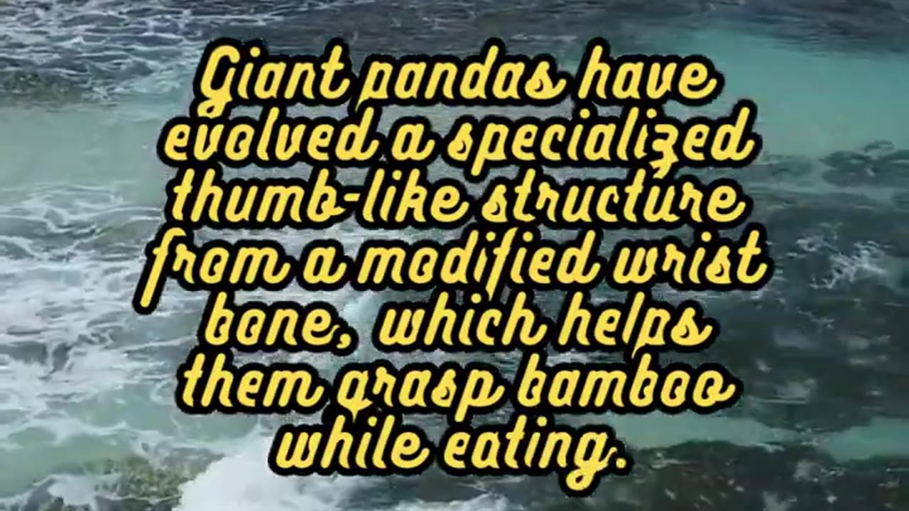 Animal Facts Giant Pandas #shorts