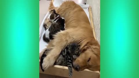 funny and cute pet