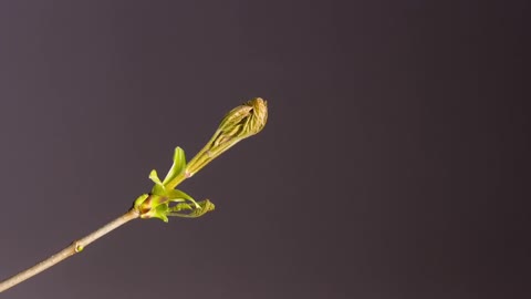 Plant Being Born #nature #plant