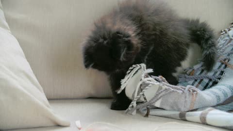 A pet kitten playing with the blanket in sofa