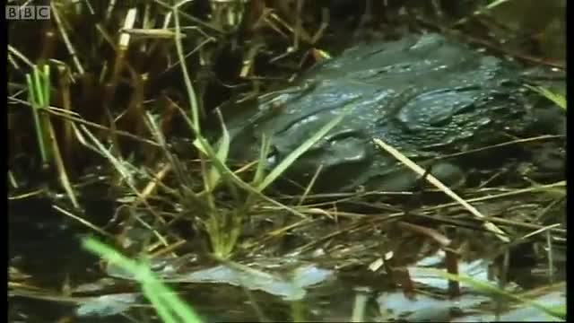 African Bullfrog Dad Protects Tadpoles | Battle of the Sexes in the Animal World | BBC Earth