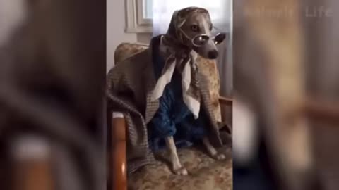 🤣 Funniest 🐶 Dogs and 😻 Cats - Awesome Funny Pet Animals' Life Videos 😇