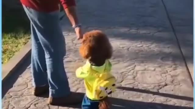 Compilation of cute cats and dogs beautiful and funny clips