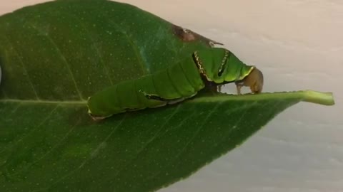 caterpillar-eating